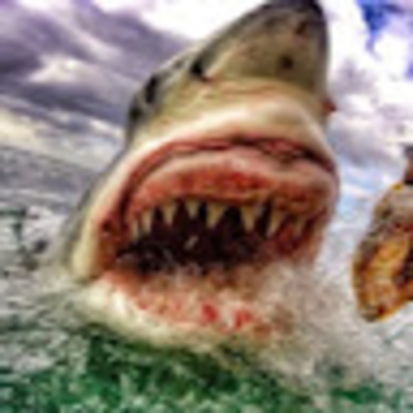 Meet your Posher, Funy - Picture 1 of 1